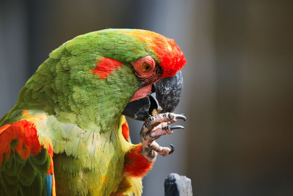 A detailed close-up of a colorful parrot perched and grooming its claw, showcasing vivid plumage.