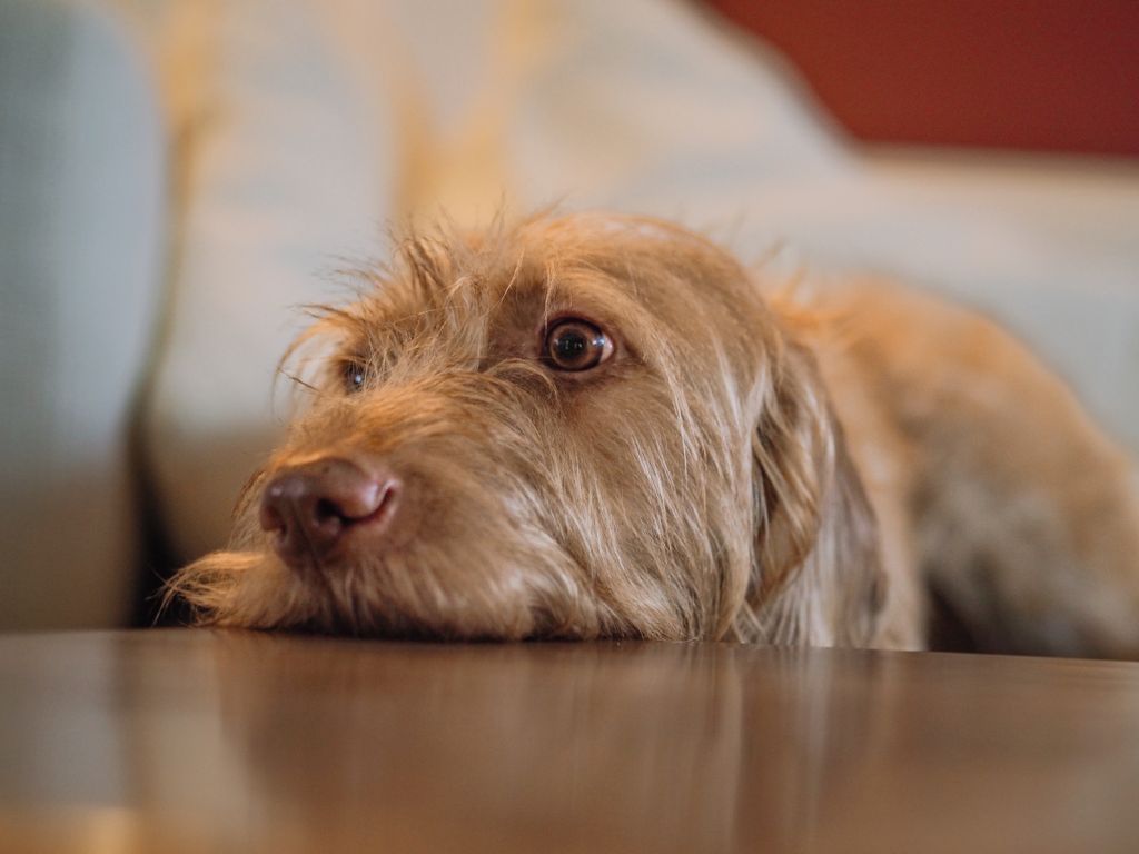 A relaxed brown dog lying on a wooden surface indoors, showing calmness and warmth.
