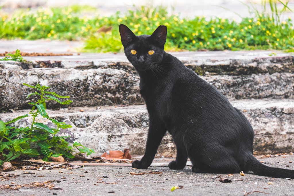 A sleek black cat sitting on concrete stairs surrounded by wild plants outdoors.