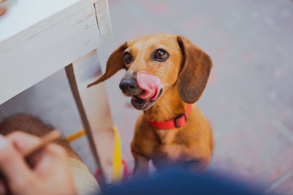 Adorable dachshund dog licking its lips while looking up expectantly outdoors.