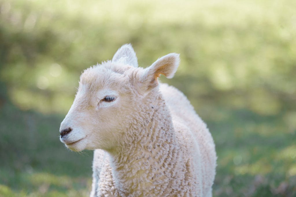 Close-up of a lamb enjoying a sunny day on a grassy field.