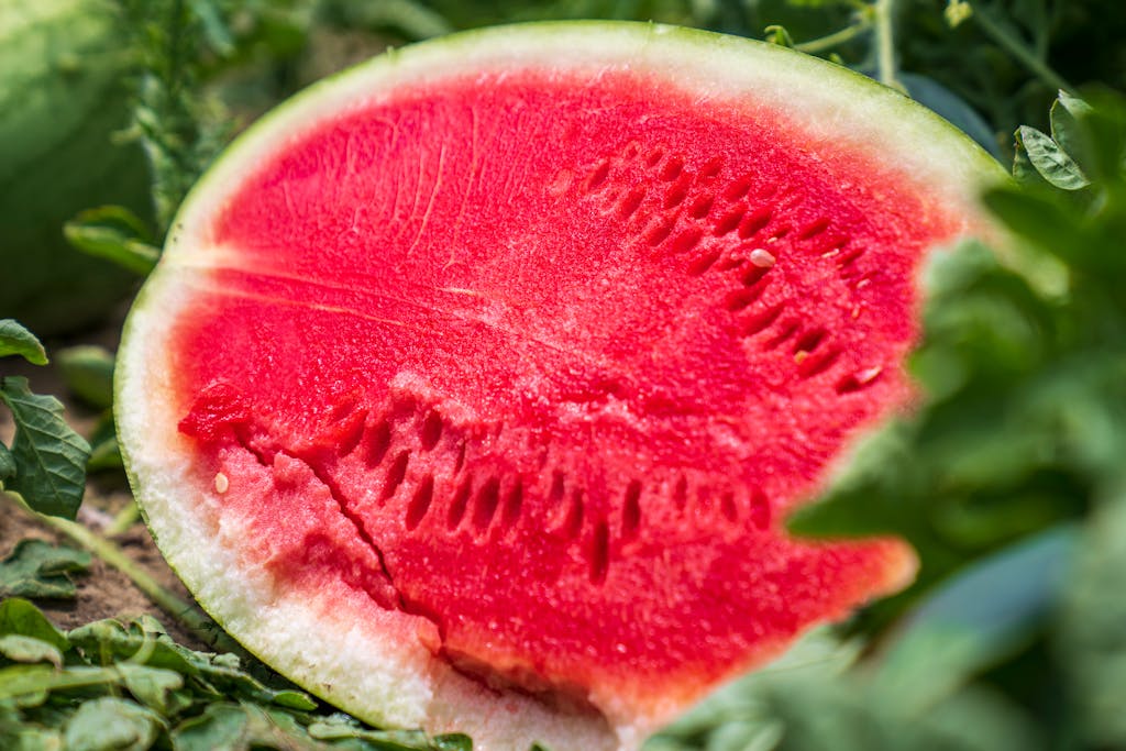 Close-up shot of fresh juicy watermelon half sliced in a field with vibrant red pulp.