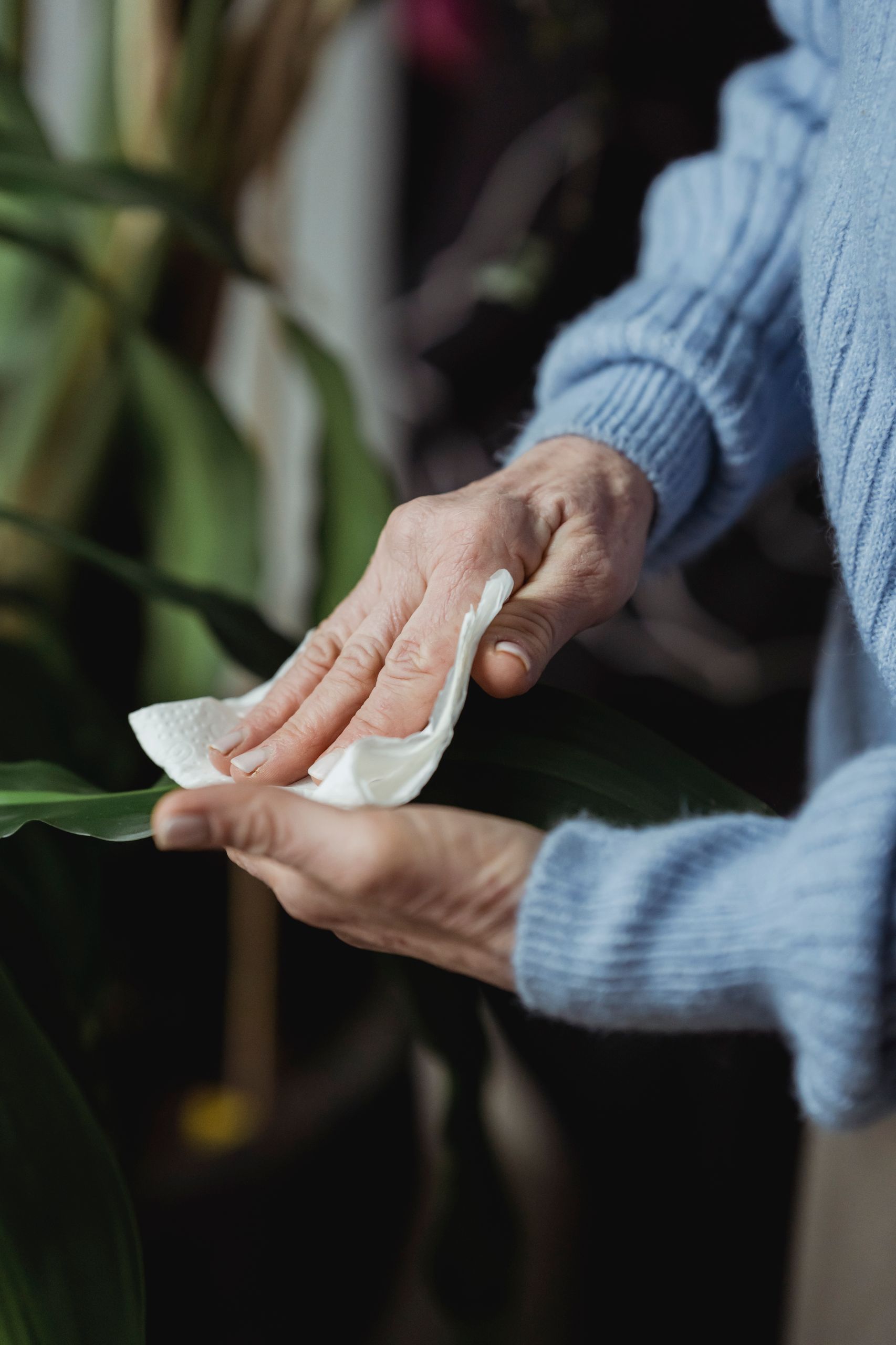Crop anonymous mature female in warm sweater wiping surface of fresh green plant with tissue at home