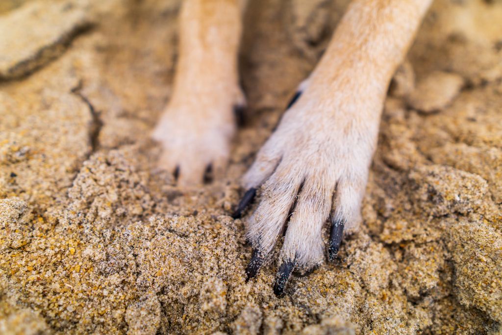 Detailed close-up of dog paws digging in sandy ground, showcasing texture and fur.