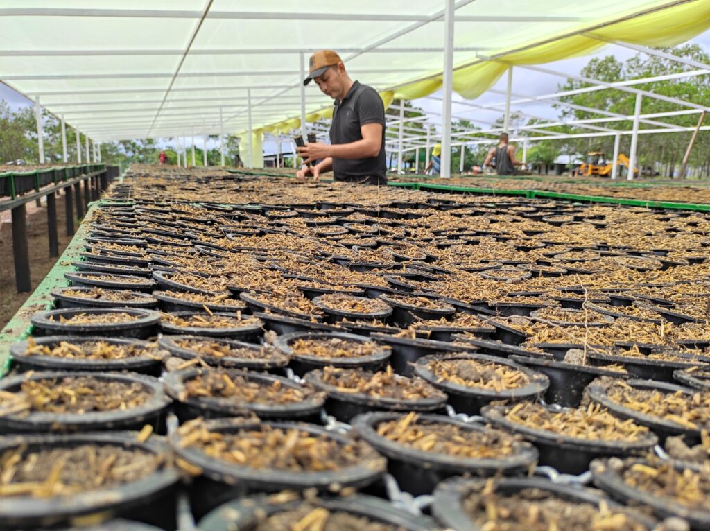 agricultural-seedling-nursery-with-worker-in-greenhouse
