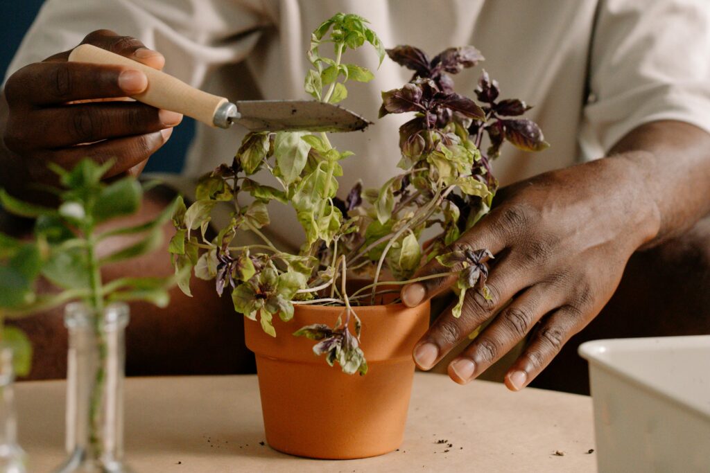 a-plant-in-the-orange-pot