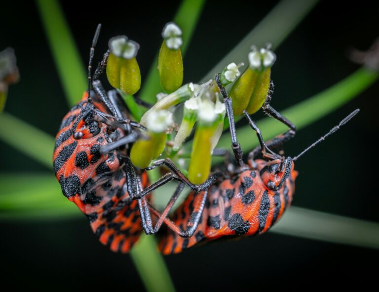 beetles-on-plant