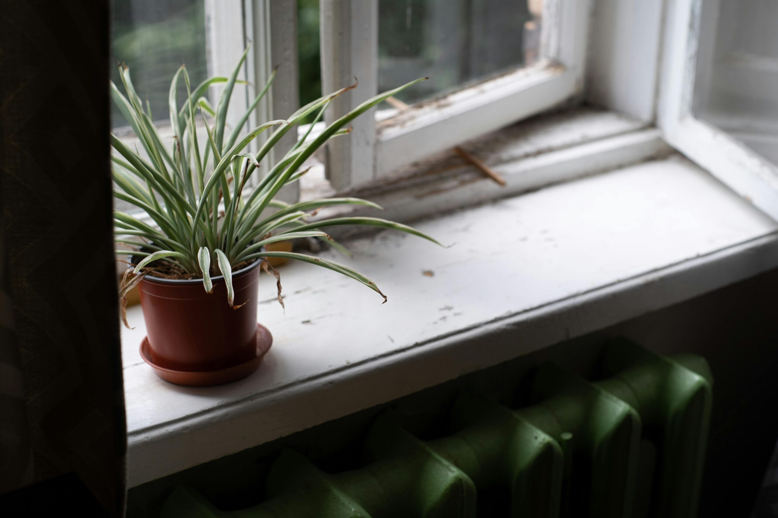 spider-plant-on-windowsill-with-natural-light