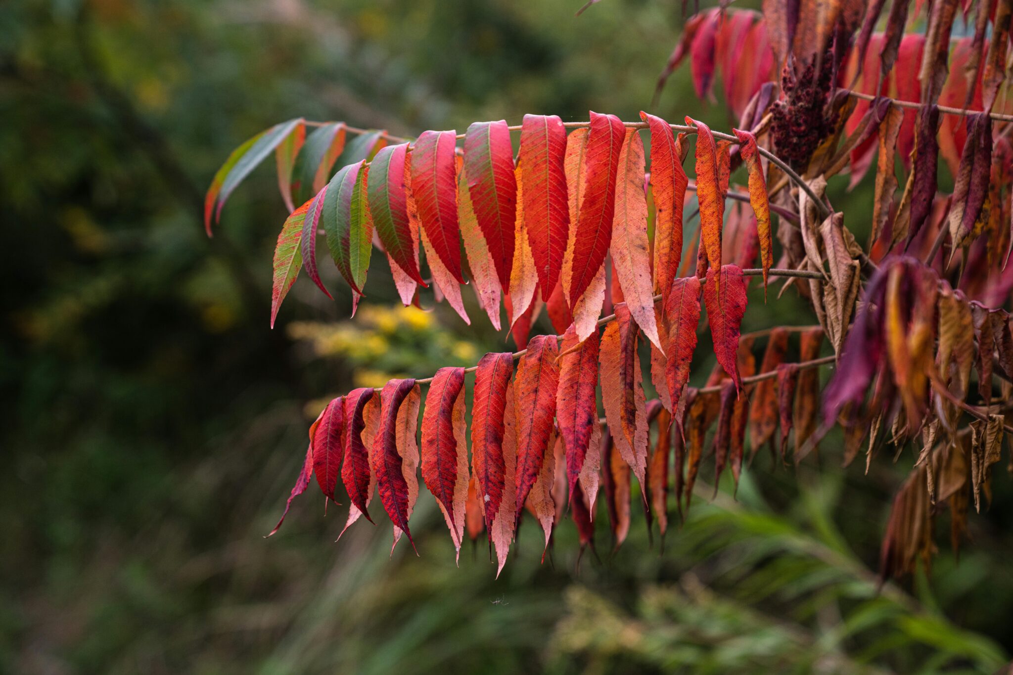Plant Related Rashes 10 Plants That Cause Itching and Rashes You Should Avoid - Hydro Garden ...