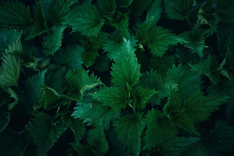 nettle-leaves-in-a-forest